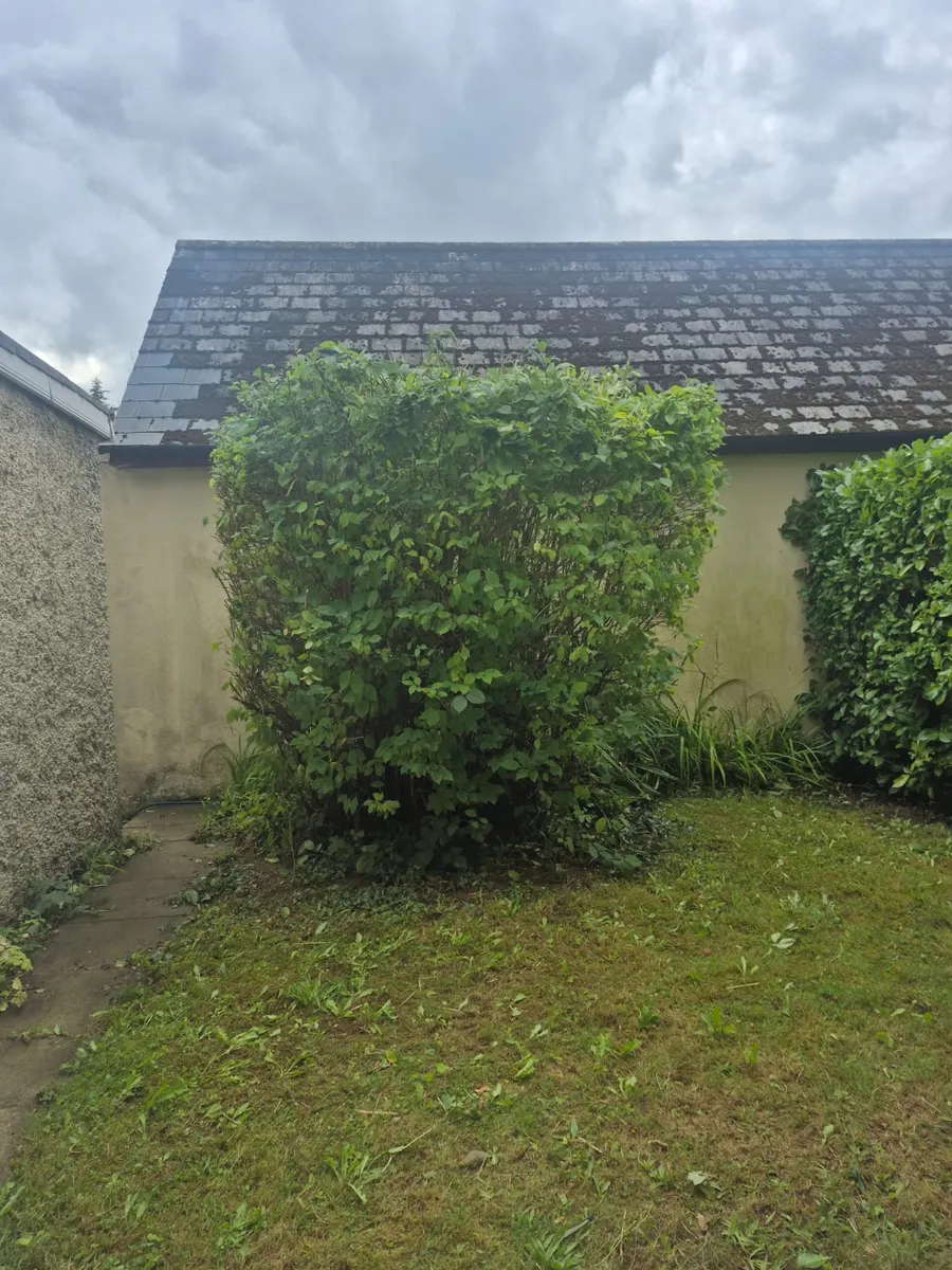 Large shrub trimmed into a neat block shape at the corner of a back garden lawn