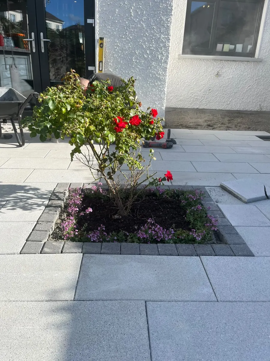 Rose bush with red blooms in a sett-edged bed within a light grey porcelain patio, next to a white rendered house