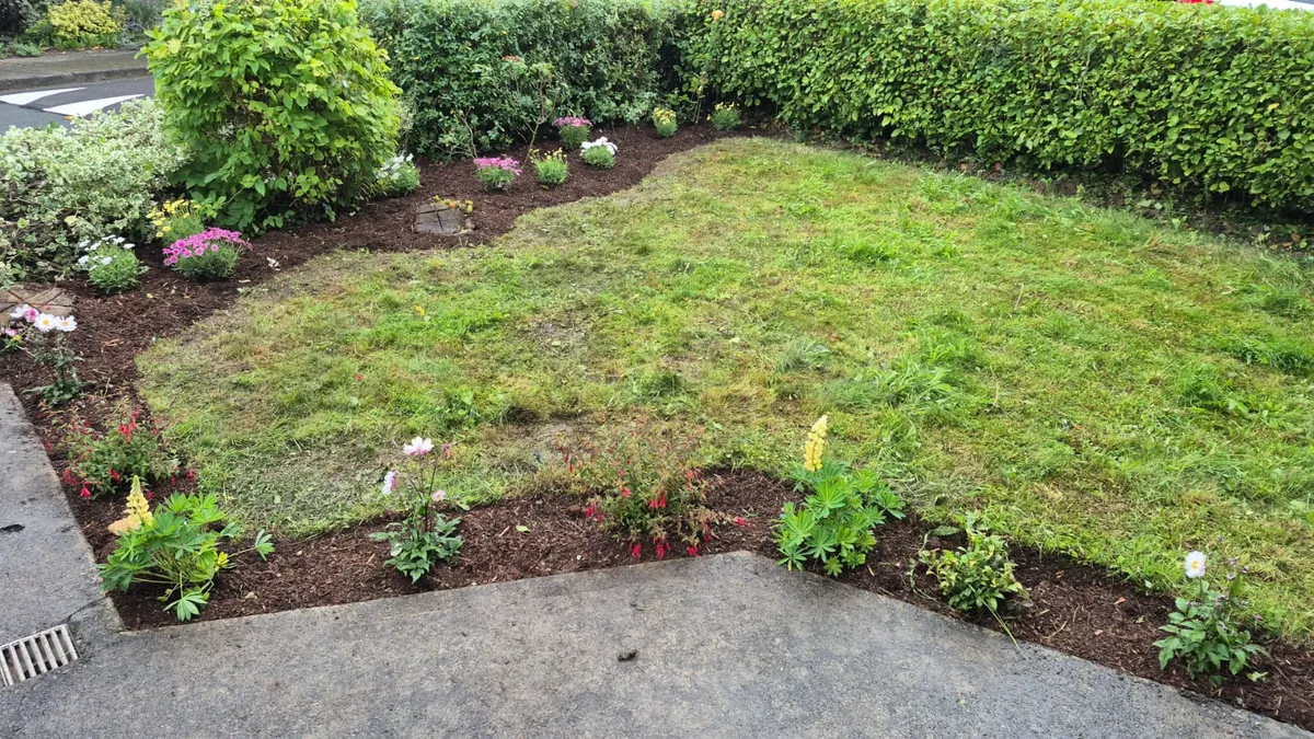 Freshly cut lawn with a new curved border of bark mulch and flowering plants in front of a laurel hedge