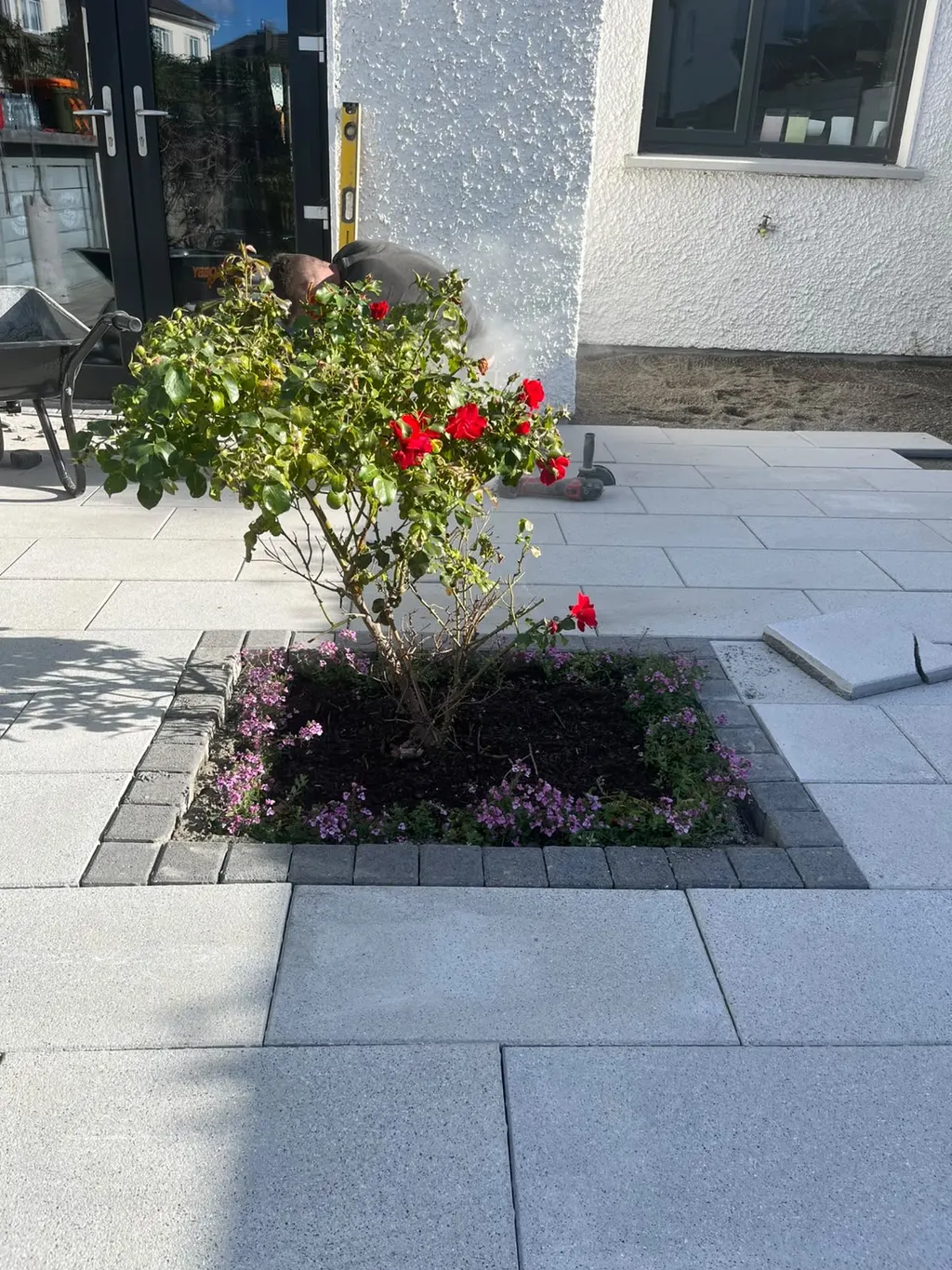 Red rose in a square bed edged with charcoal setts, set into a new porcelain patio